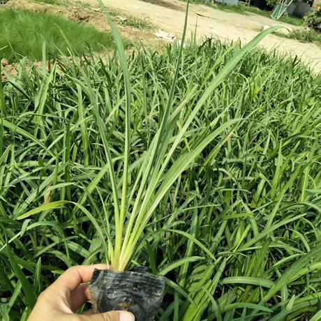 蛇鞭菊 蛇鞭菊