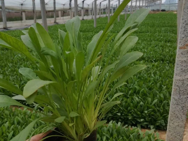 大花金雞菊 大花金雞菊