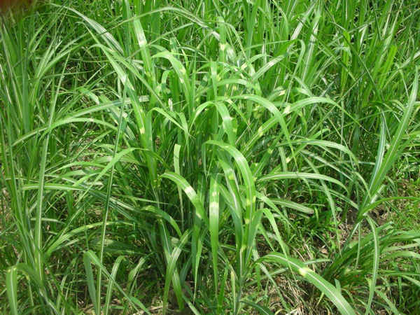 斑葉芒 斑葉芒