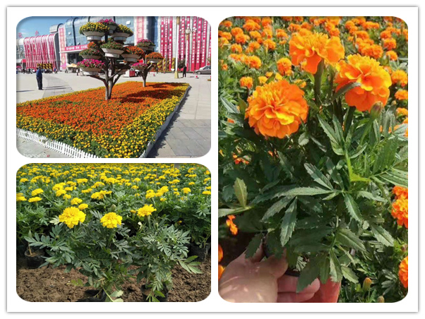 孔雀草 孔雀草
