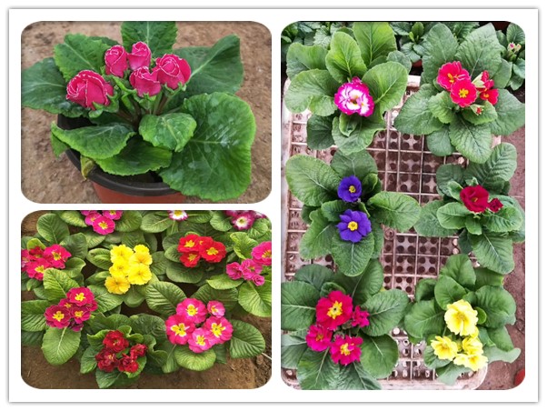 報春花 報春花