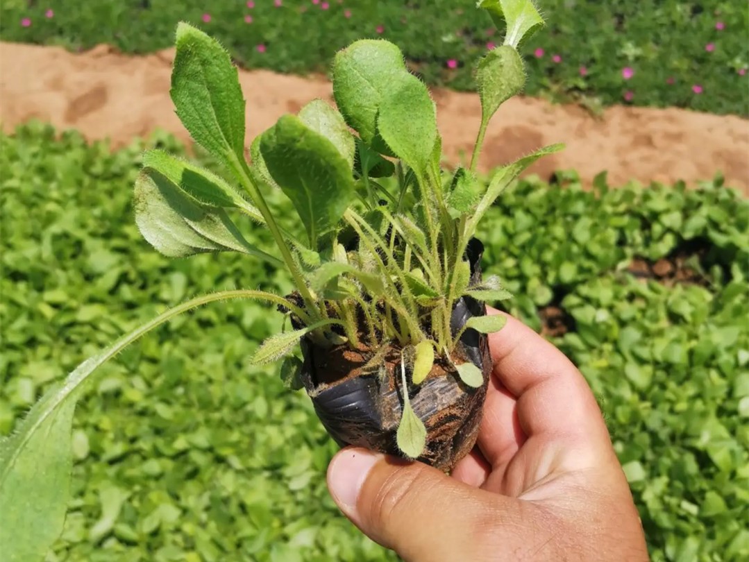 金光菊 金光菊