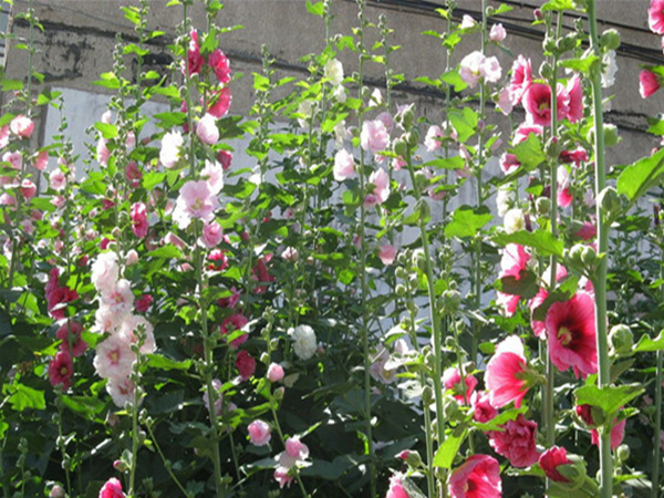 蜀葵 蜀葵