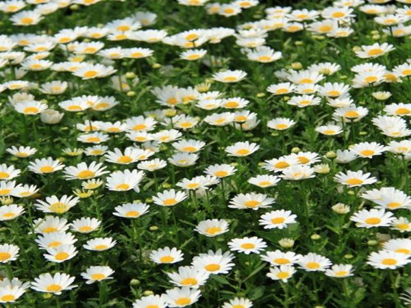 大濱菊 大濱菊