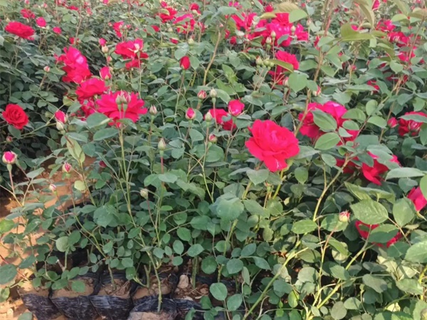 薔薇 薔薇